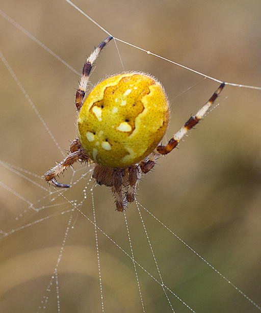 Four-spotted orb weaver small (259K)