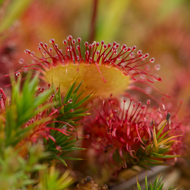 Round-leaved Sundew close up (516K)