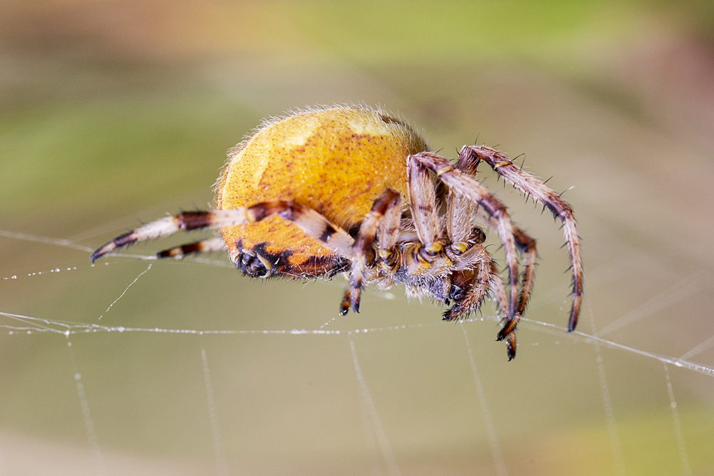 Some sort of Orb weaver Spider DW (455K)