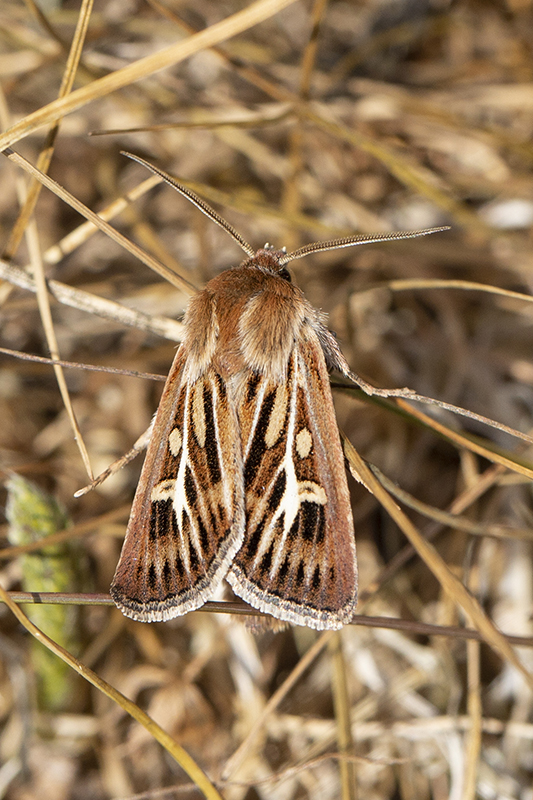 Staghorn moth DW small (419K)