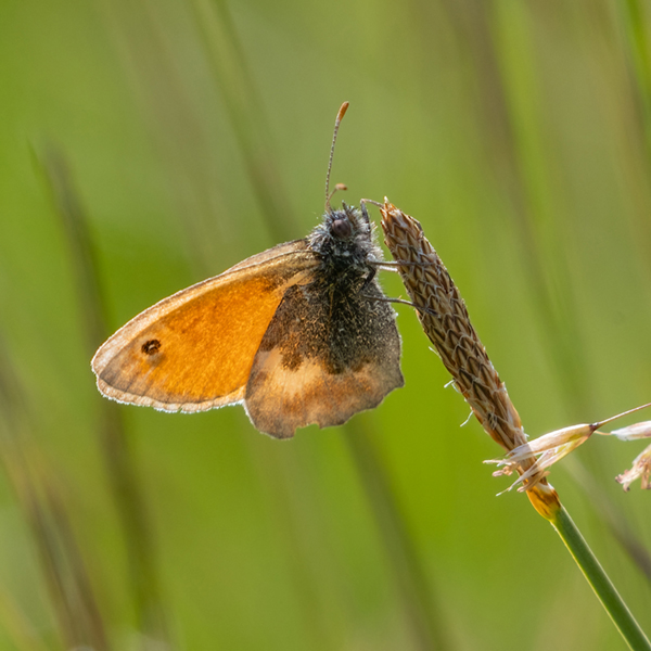 2 High Borrowdale KNHS Small Heath       Butterfly (217K)