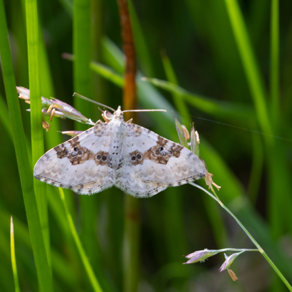 3 High Borrowdale KNHS Silver       Ground Carpet Moth (233K)