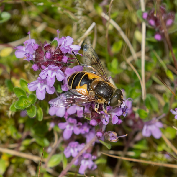 9 High Borrowdale KNHS Eristalsis horticola (293K)