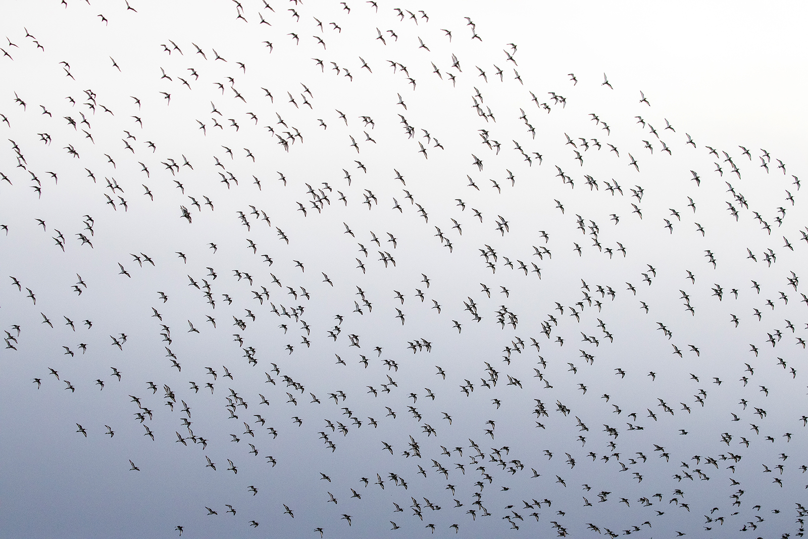 Marshside 1 Black-tailedGodwit  flock (1042K)
