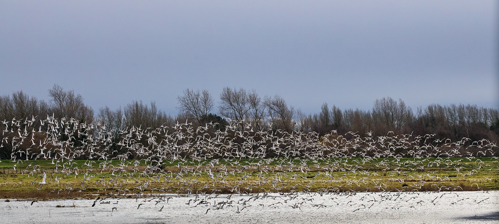 Marshside 2 Black-tailedGodwit  flock (1115K)
