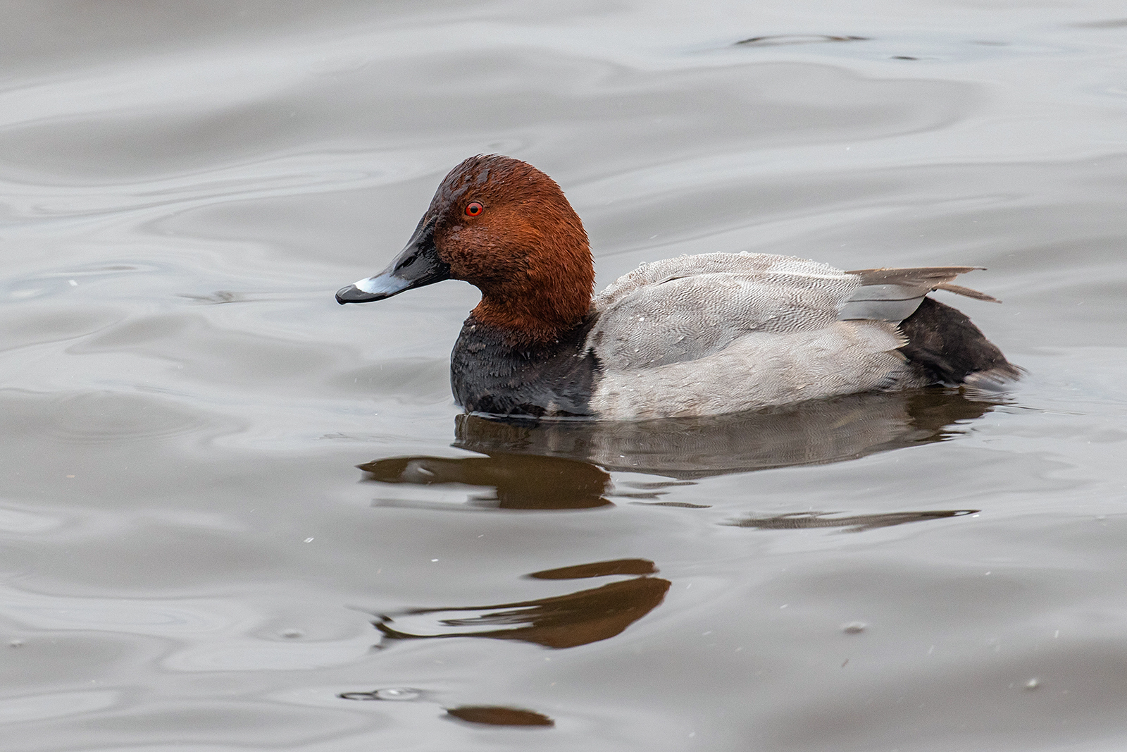 Martin Mere 1 Pochard (1069K)