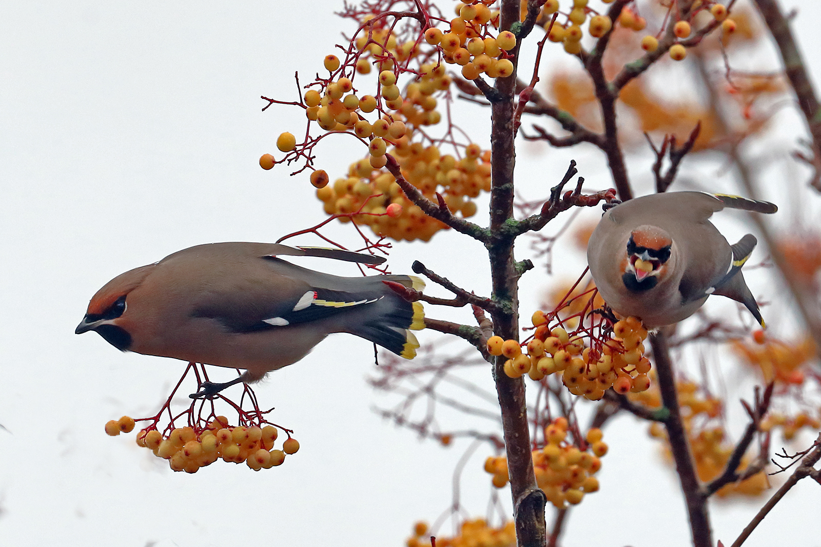 Waxwing Pair Bells Close Car  Park (1216K)