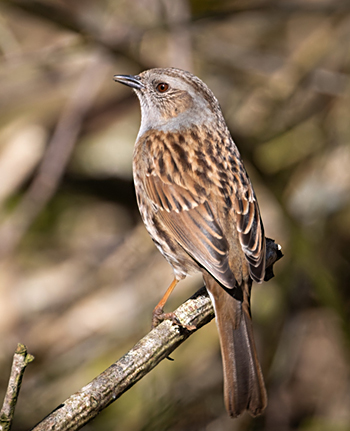 20 L Moss Dunnock copy (125K)