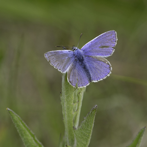 KNHS Oldside Common Blue small (64K)