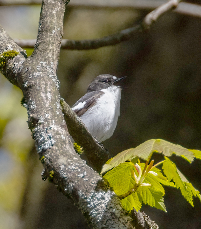 2 Ashness Woods Pied Flycatcher singing copy (558K)