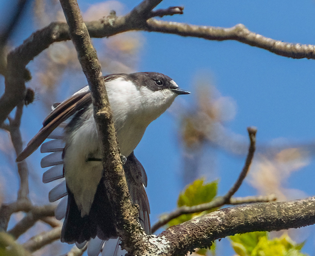 3  Ashness Woods Pied Flycatcher wing stretching copy (263K)