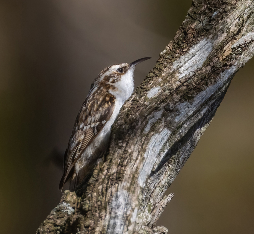6 Ashness Woods Treecreeper copy (435K)