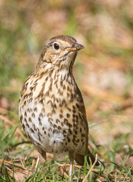7 Ashness Woods Song Thrush copy (226K)