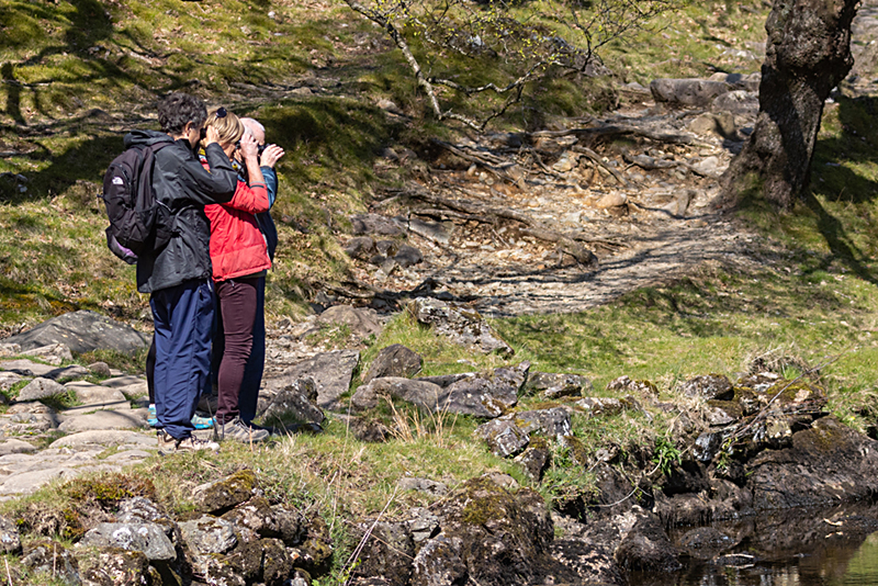 8 Ashness Woods Fish watchers copy (661K)