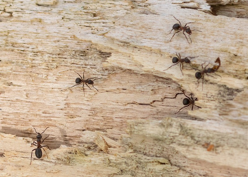 9 Ashness Woods Wood Ants copy (455K)