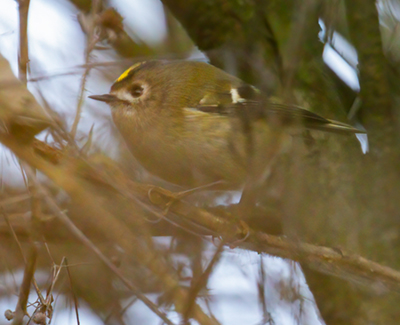 16 Goldcrest red (119K)