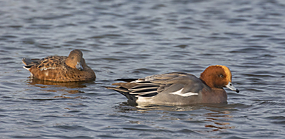 2 Wigeon pair red (90K)