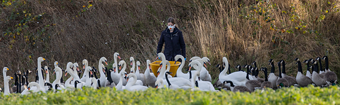 6 Swan feeding red (218K)