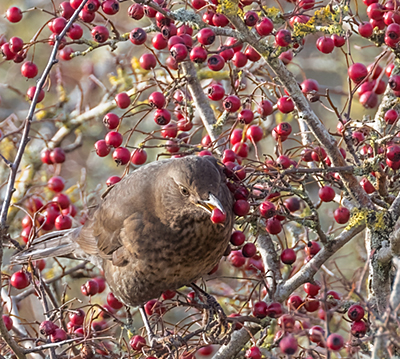 9 Blackbird in Hawthorn red (234K)