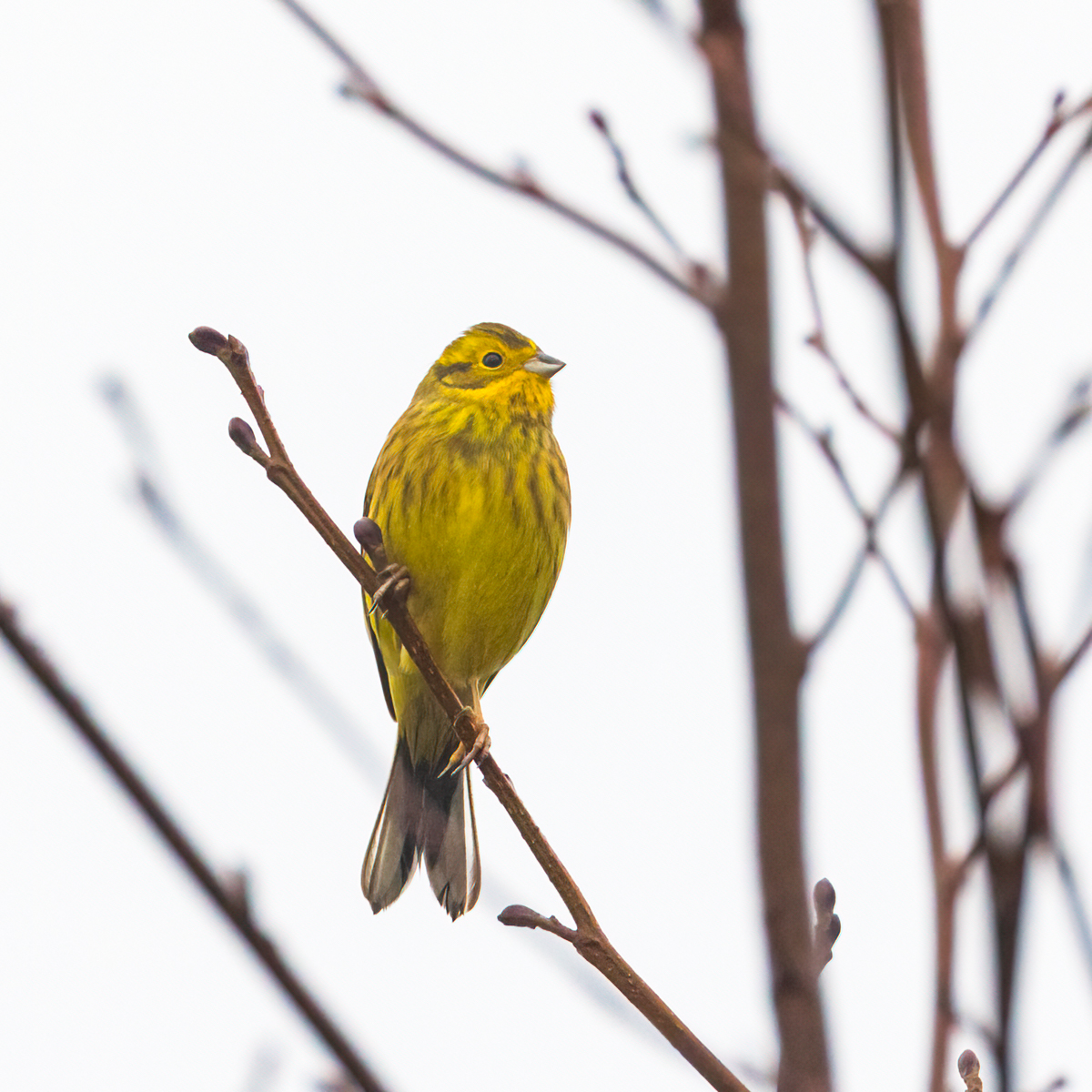 11 Caerlaverock Yellowhammer (917K)