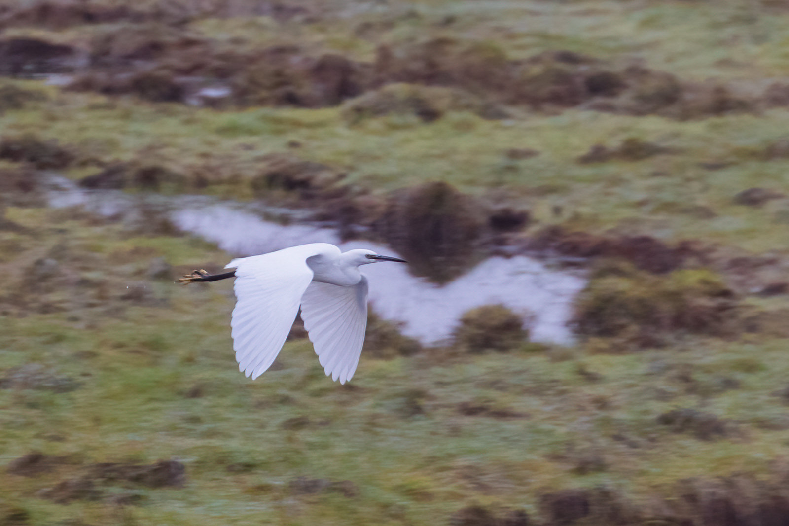 13 Caerlaverock Little Egret (1125K)
