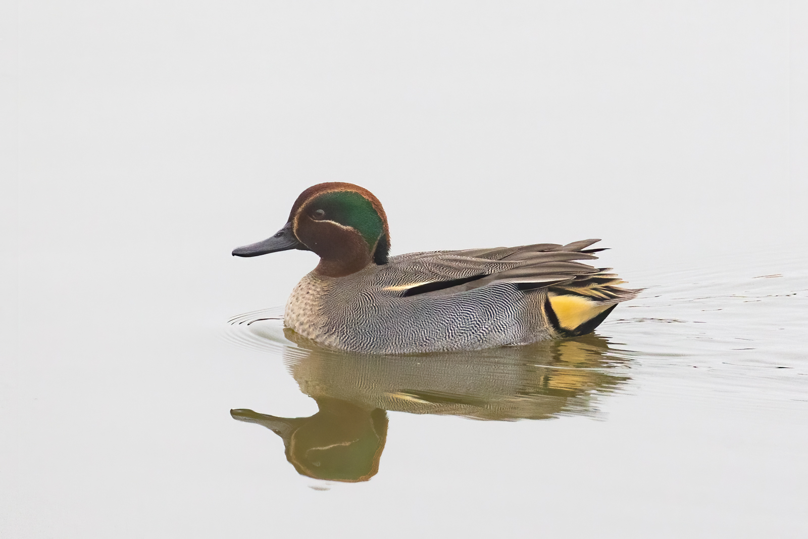 3 Caerlaverock Male Teal (573K)