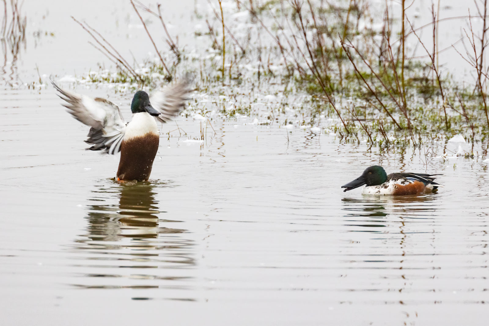 4 Caerlaverock Male Shovellers (1028K)