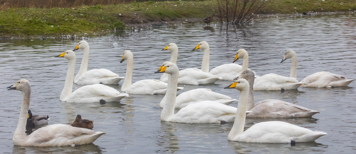 7 Caerlaverock Whoopers (517K)