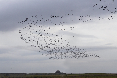 Barnacle Flock (102K)