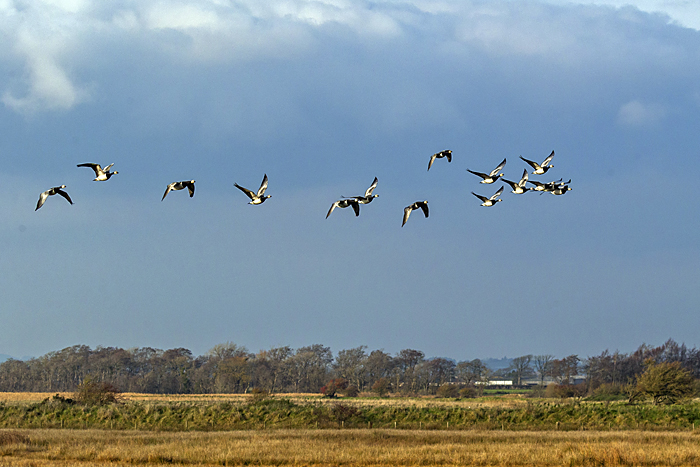 Barnacle Geese (277K)