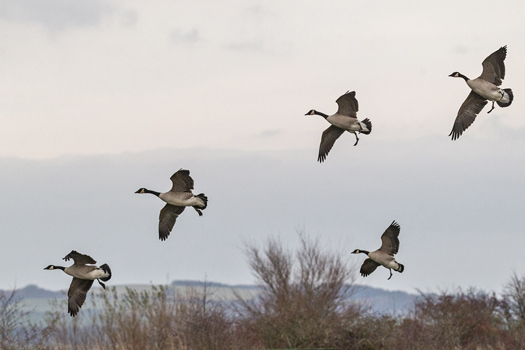 Canada Geese (115K)
