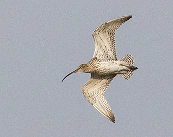 Curlew (84K)