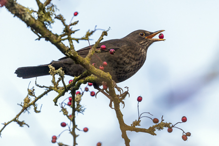 Female Blackbird (131K)