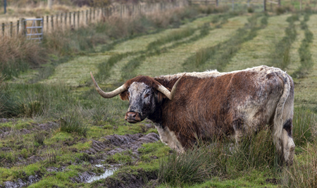 Longhorn (156K)