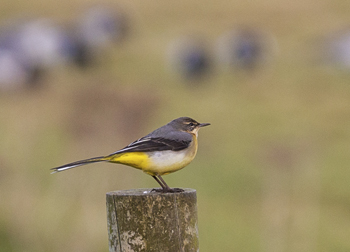 greywagtail (68K)