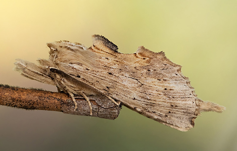 Plae Prominent Moth (137K)