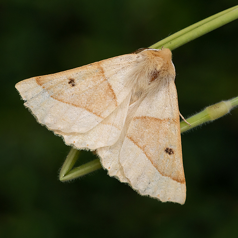 Scalloped Oak Moth (234K)