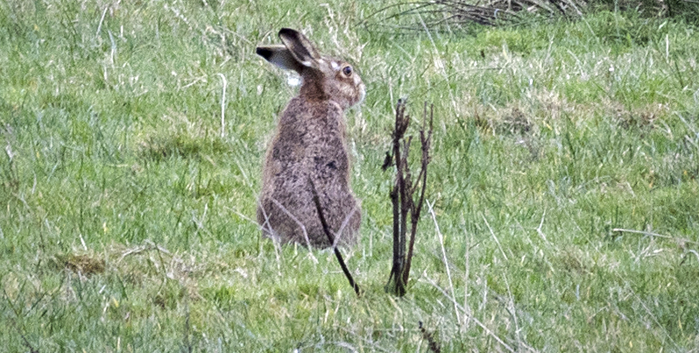 Red Hall Farm Brown Hare (481K)