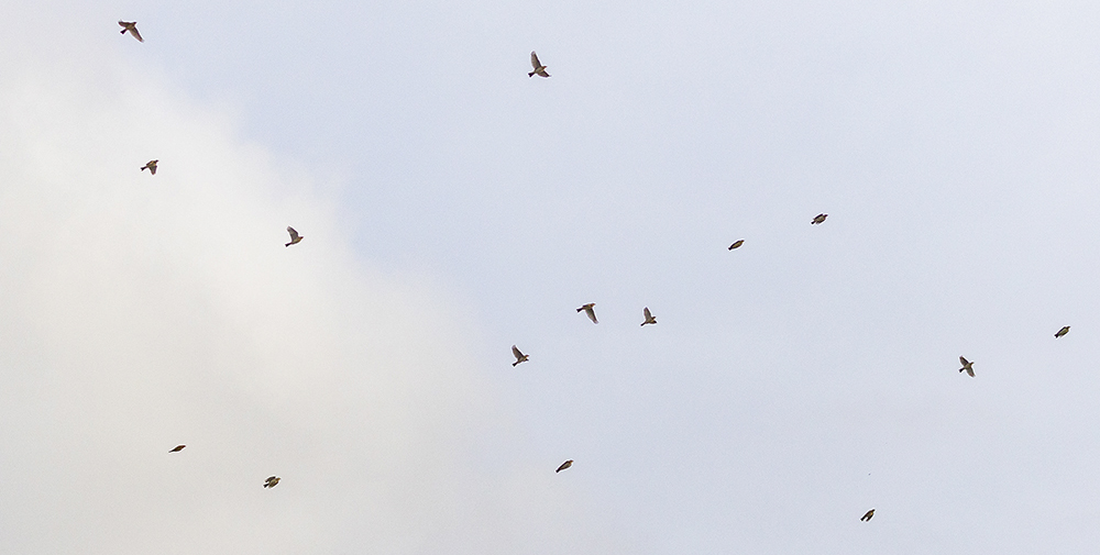 Red Hall Farm Skylarks (224K)
