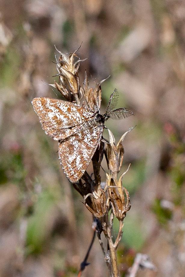 DW Common Heath Moth (89K)
