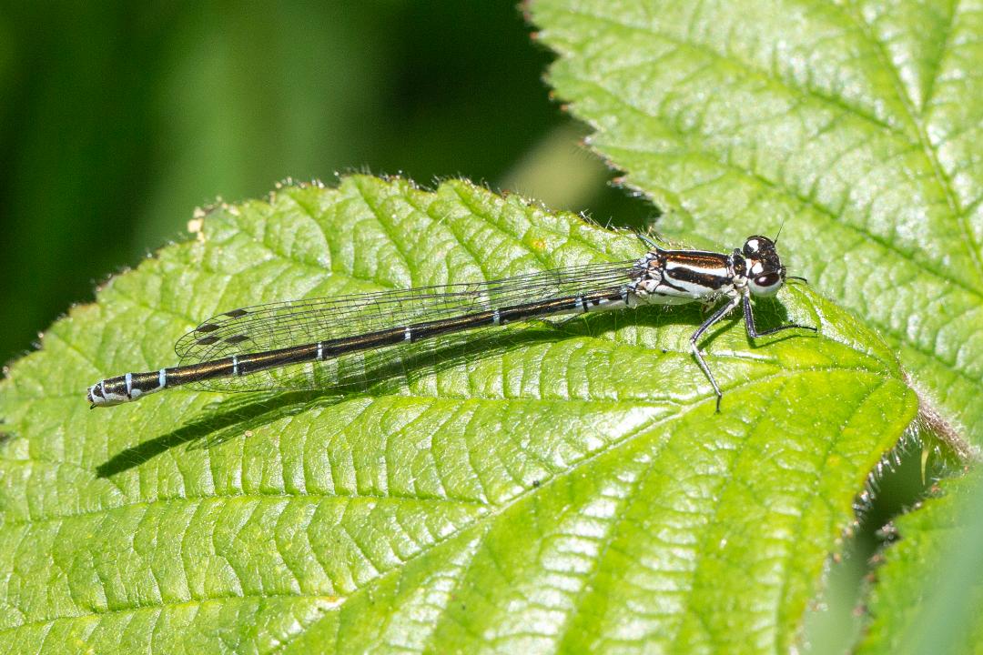 DW Damselfly (142K)