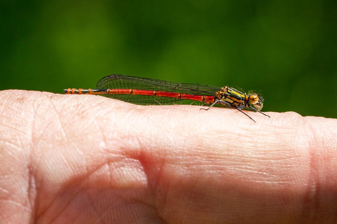 DW Large Red Damselfly (83K)
