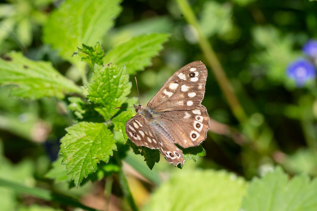 DW Speckled Wood (90K)