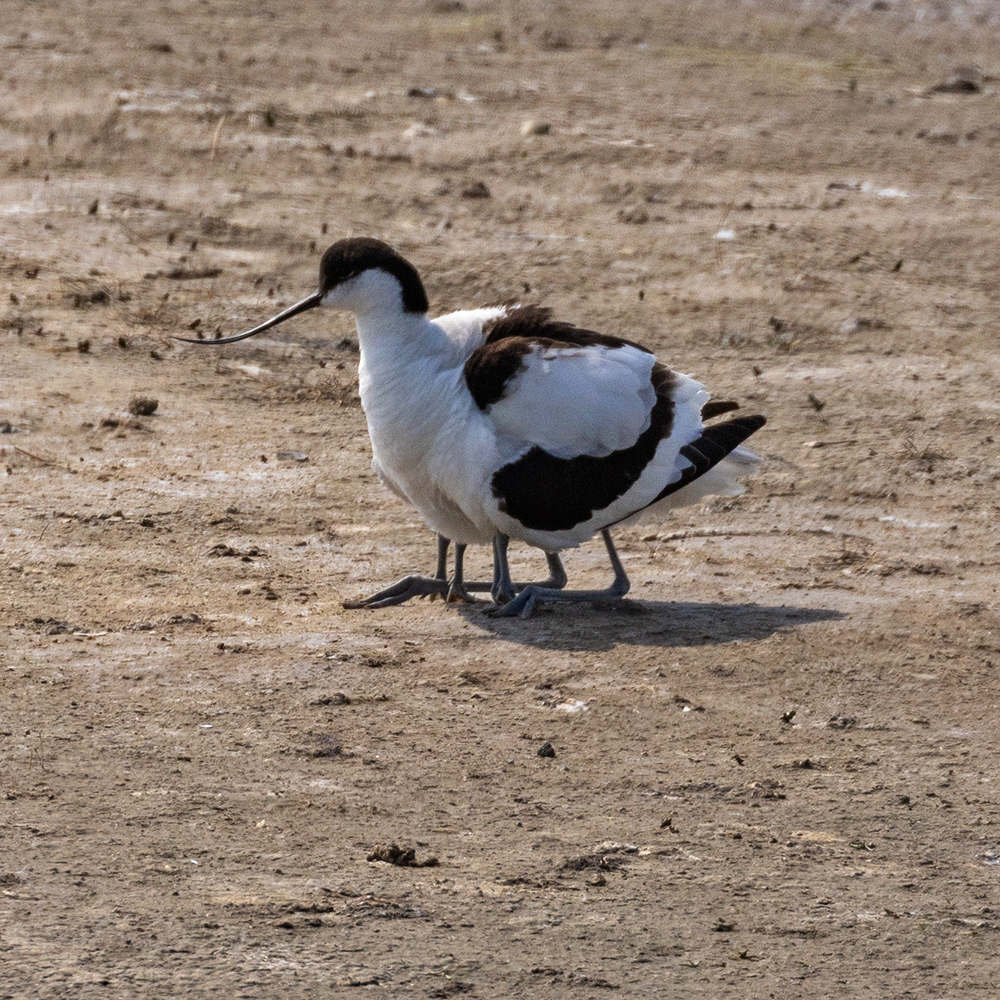 Field Trip Avocet six legs (1023K)
