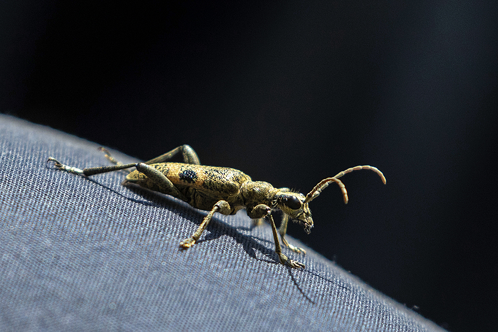 Field Trip Black-spotted Longhorn (628K)