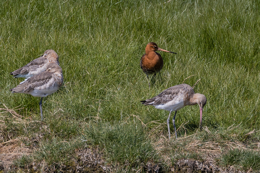 Field Trip Black-tailed Godwits Summer & Winter Plumage (937K)