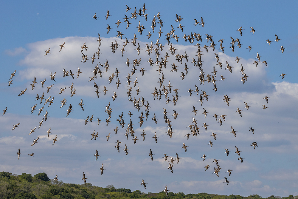 Field Trip Black-tailed Godwits (556K)