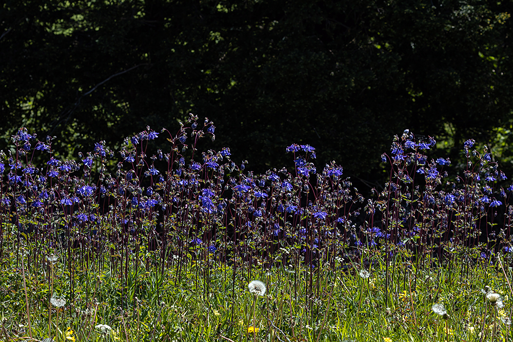 Field Trip Columbines (998K)