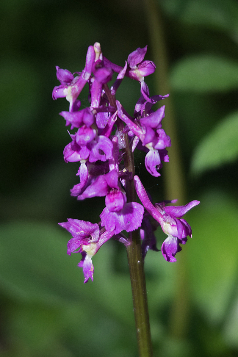 GS Early Purple Orchid (709K)