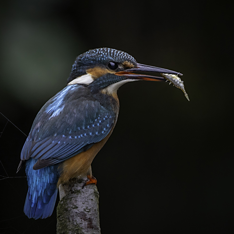 Kingfisher with Stickleback copy (319K)